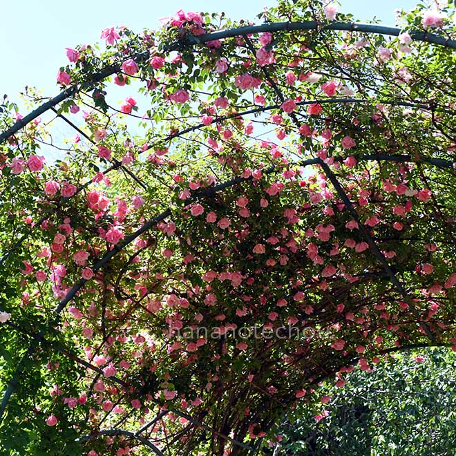 バラ リージャン ロード クライマー｜花の手帖の薔薇図鑑