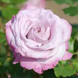 バラ ライラック ビューティ｜花の手帖の薔薇図鑑