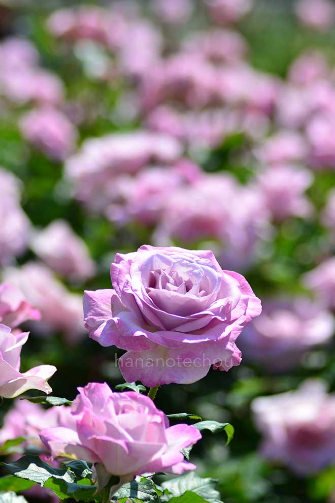 バラ ライラック ビューティ｜花の手帖の薔薇図鑑