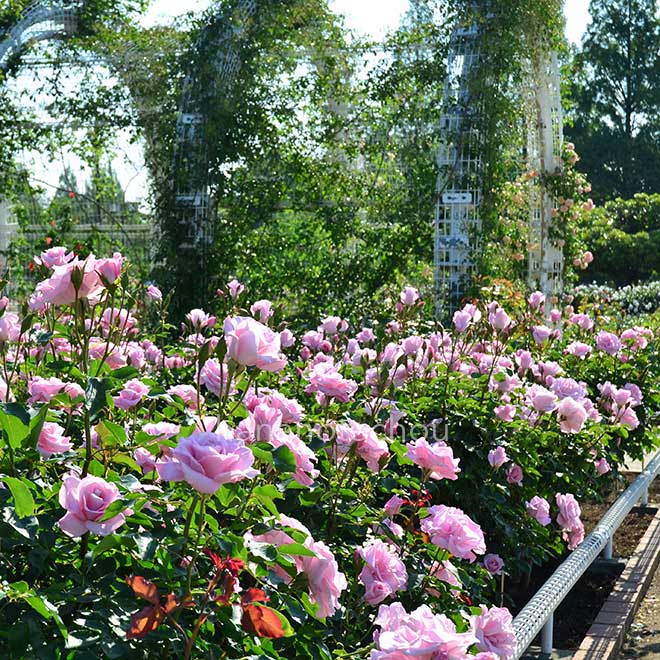 バラ ライラック ビューティ｜花の手帖の薔薇図鑑