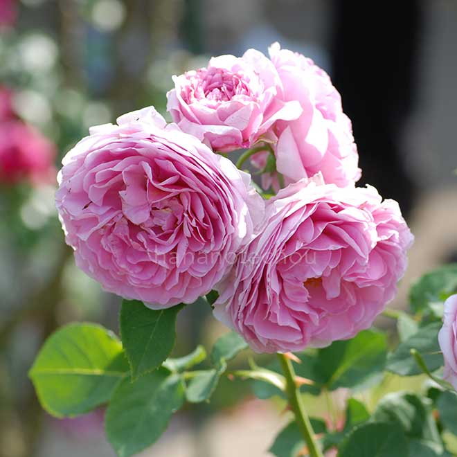 バラ ライラック ローズ｜花の手帖の薔薇図鑑