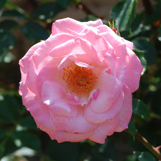 バラ リリベット｜花の手帖の薔薇図鑑