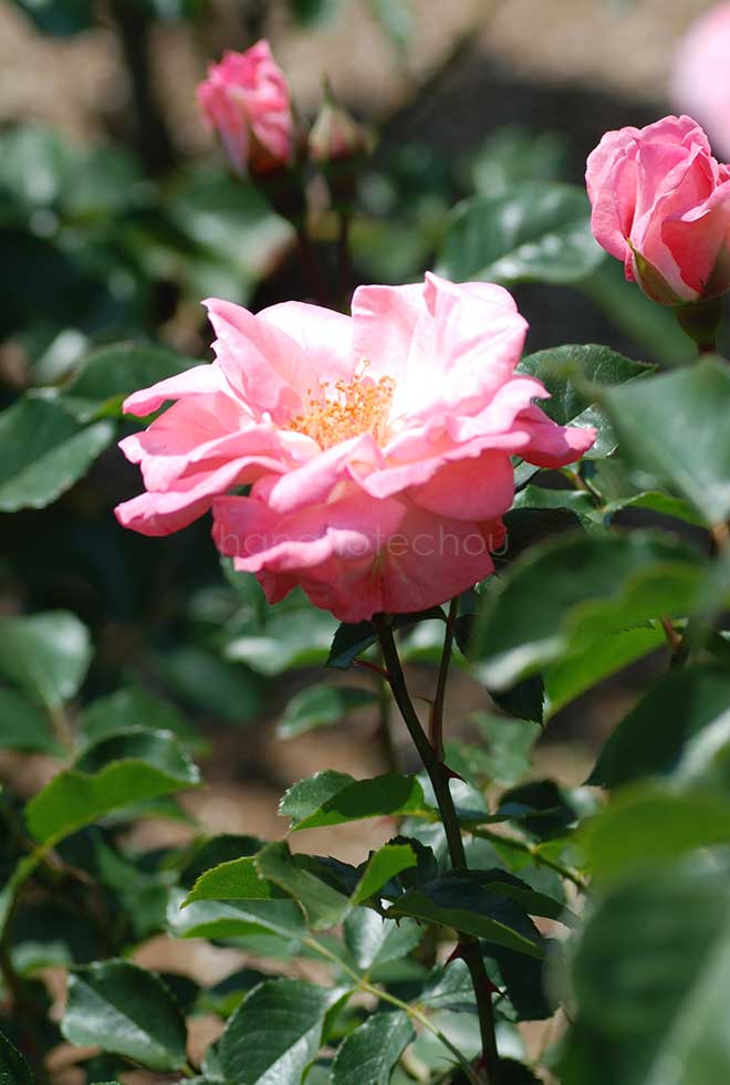 バラ リリベット｜花の手帖の薔薇図鑑