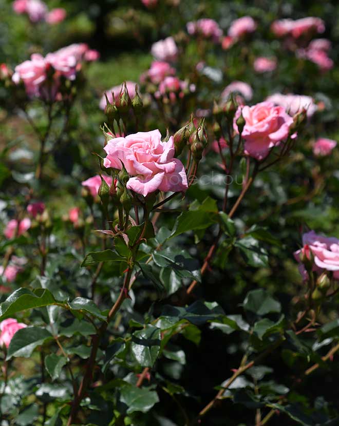 バラ リリベット｜花の手帖の薔薇図鑑