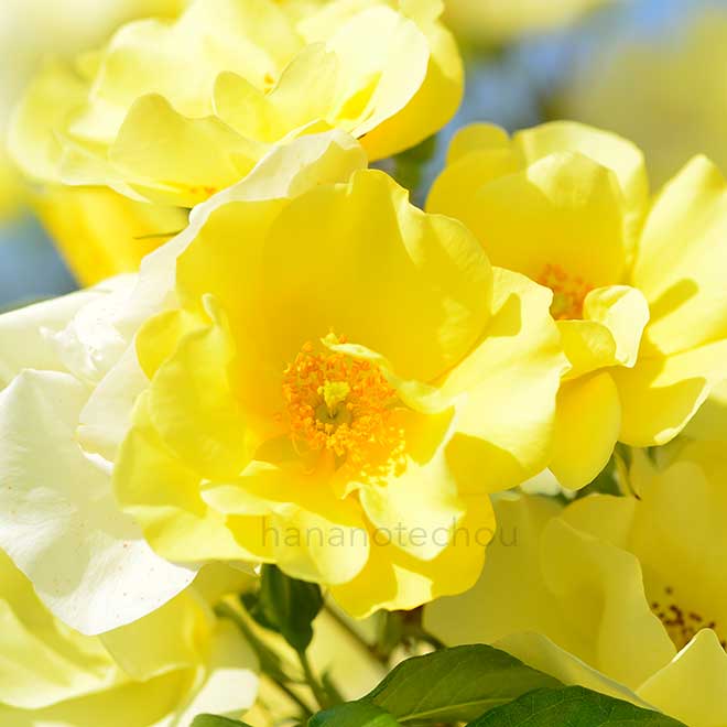 バラ リモンチェッロ|花の手帖の薔薇図鑑