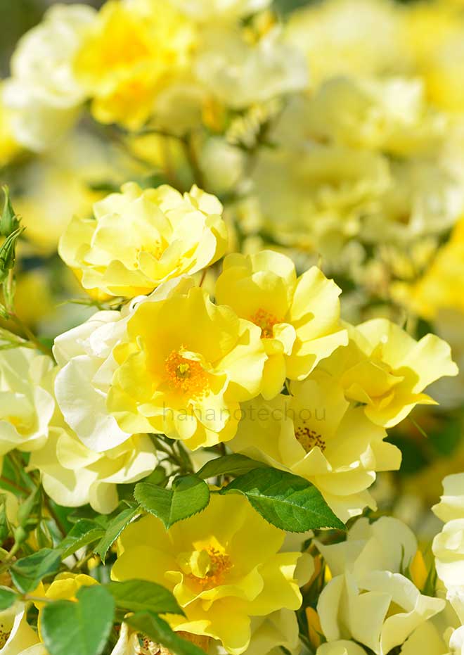 バラ リモンチェッロ|花の手帖の薔薇図鑑