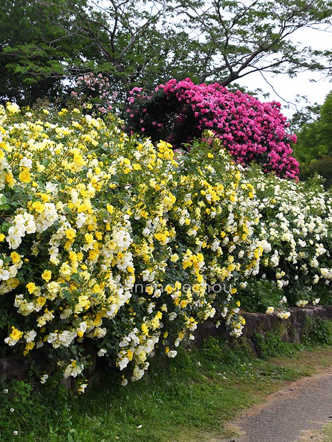 バラ リモンチェッロ|花の手帖の薔薇図鑑