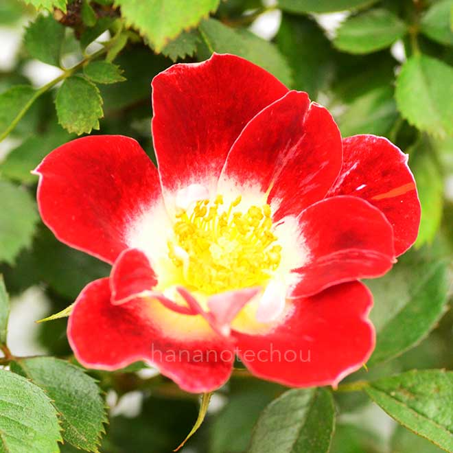 バラ リトル アーチスト｜花の手帖の薔薇図鑑