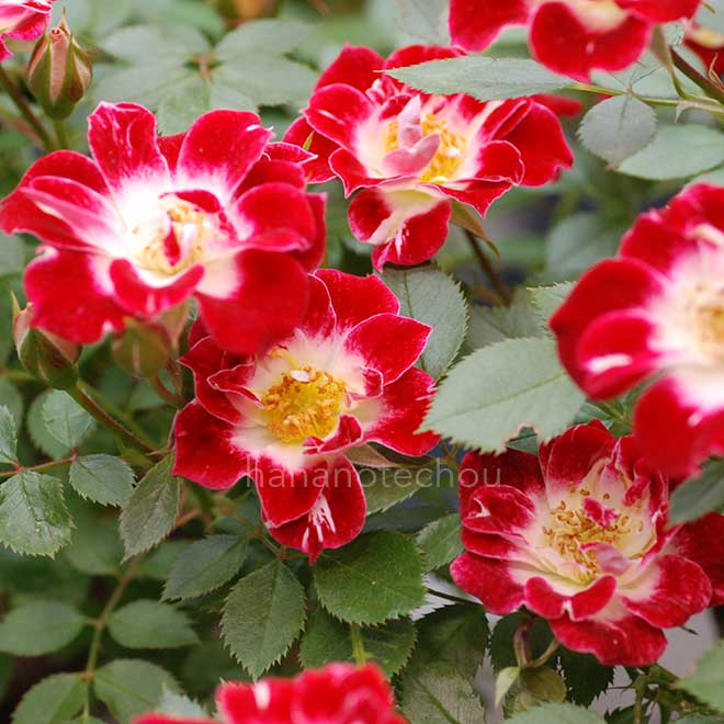 バラ リトル アーチスト｜花の手帖の薔薇図鑑