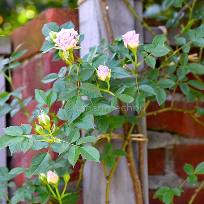 バラ リトル ブルース｜花の手帖の薔薇図鑑