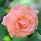 バラ ルーピング｜花の手帖の薔薇図鑑