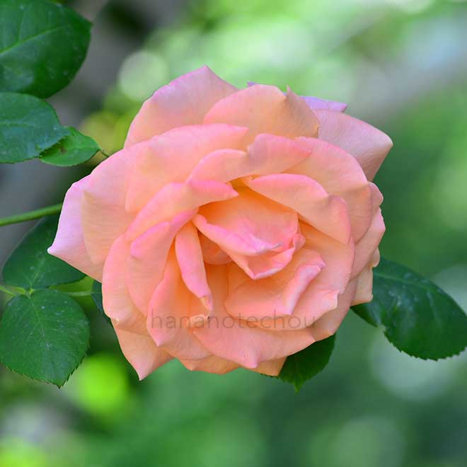 バラ ルーピング｜花の手帖の薔薇図鑑