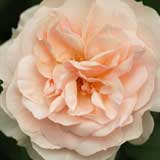 バラ ルイーザ ストーン|花の手帖の薔薇図鑑