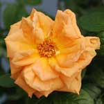 バラ ルイ ドゥ フューネ｜花の手帖のバラ図鑑