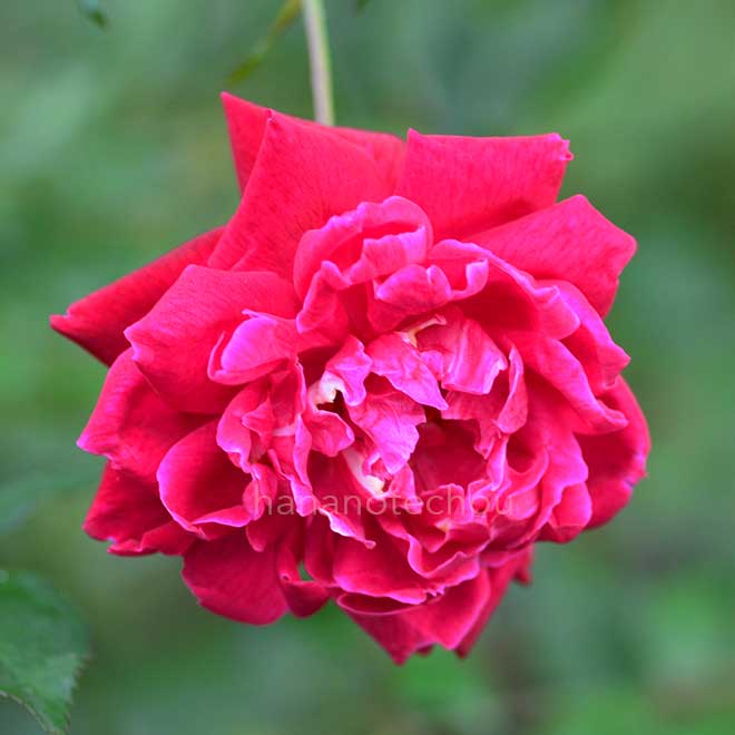 バラ ルイ フィリップ｜花の手帖の薔薇図鑑