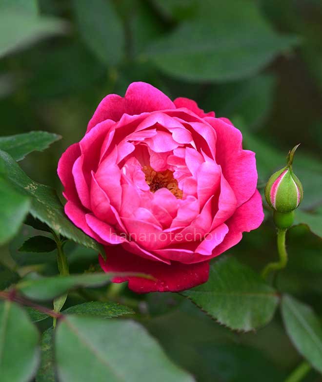 バラ ルイ フィリップ｜花の手帖の薔薇図鑑