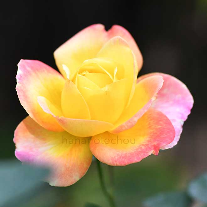 バラ ラブ アンド ピース｜花の手帖の薔薇図鑑