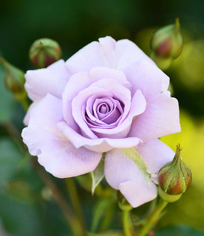 バラ ラブリー ブルー｜花の手帖の薔薇図鑑