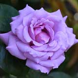 バラ ラブソング|花の手帖の薔薇図鑑