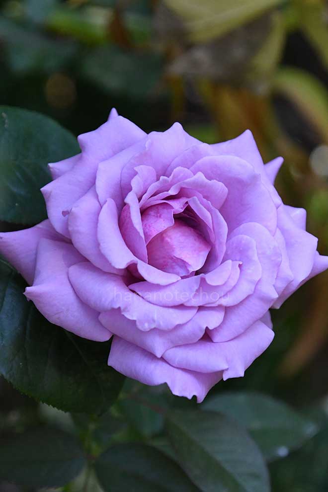 バラ ラブソング｜花の手帖の薔薇図鑑