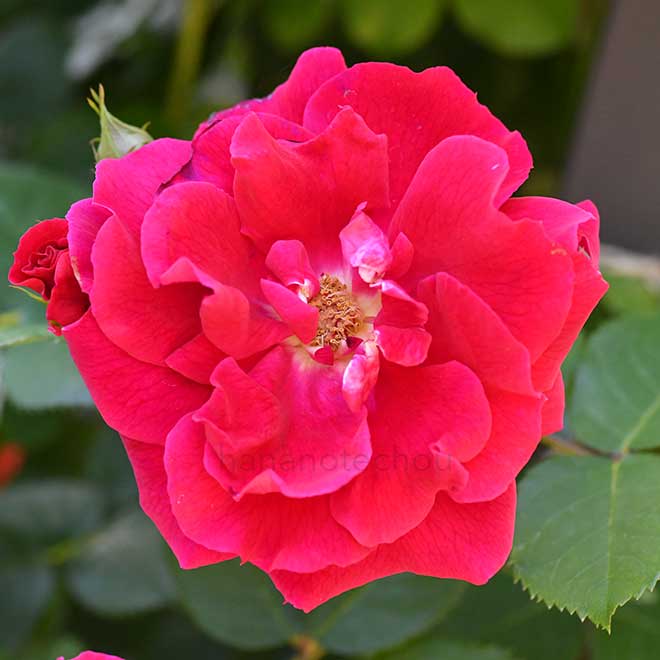 バラ ラブストラック｜花の手帖の薔薇図鑑