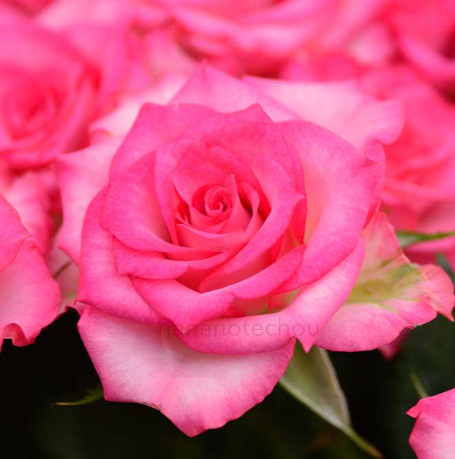 バラ ルミナリア|花の手帖の薔薇図鑑