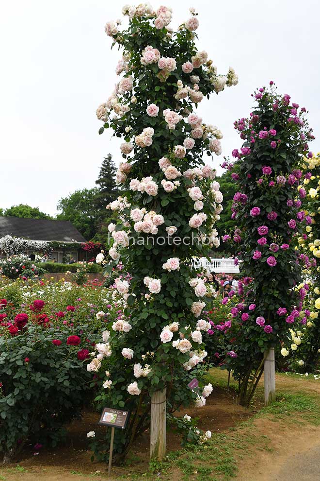 バラ ルミナス ピラー｜花の手帖の薔薇図鑑