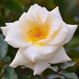 バラ レーシーレディ|花の手帖の薔薇図鑑