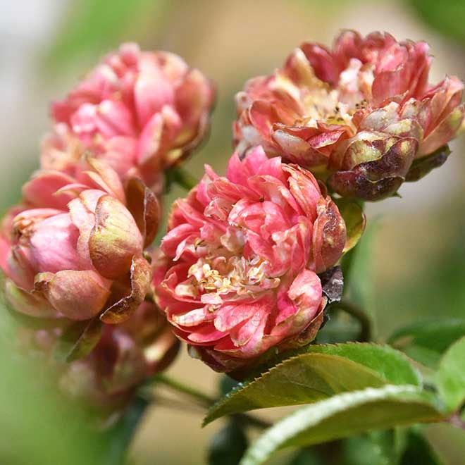バラ ラディッシュ｜花の手帖の薔薇図鑑