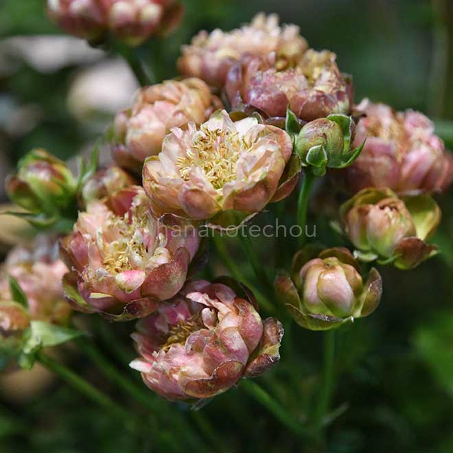 バラ ラディッシュ｜花の手帖の薔薇図鑑