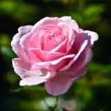 バラ ラドーブーケ｜花の手帖の薔薇図鑑