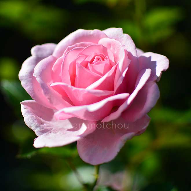 バラ ラドーブーケ|花の手帖の薔薇図鑑