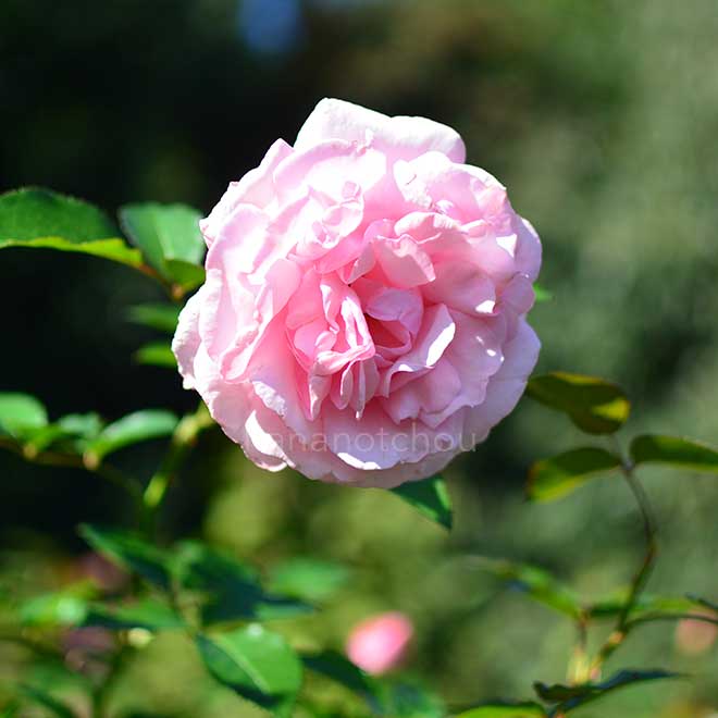 バラ ラドーブーケ|花の手帖の薔薇図鑑