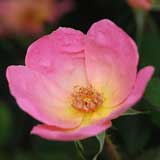 バラ レインボーノック アウト｜花の手帖の薔薇図鑑