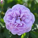 バラ レイニーブルー｜花の手帖の薔薇図鑑