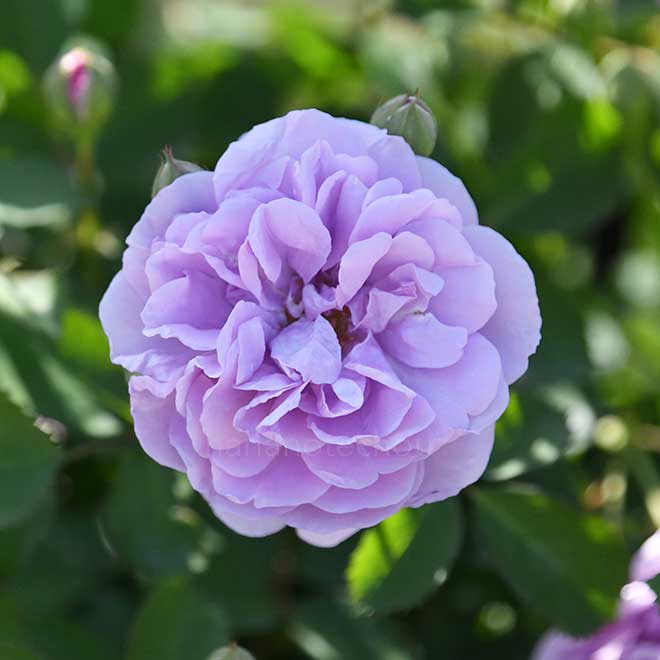 バラ レイニー ブルー｜花の手帖の薔薇図鑑