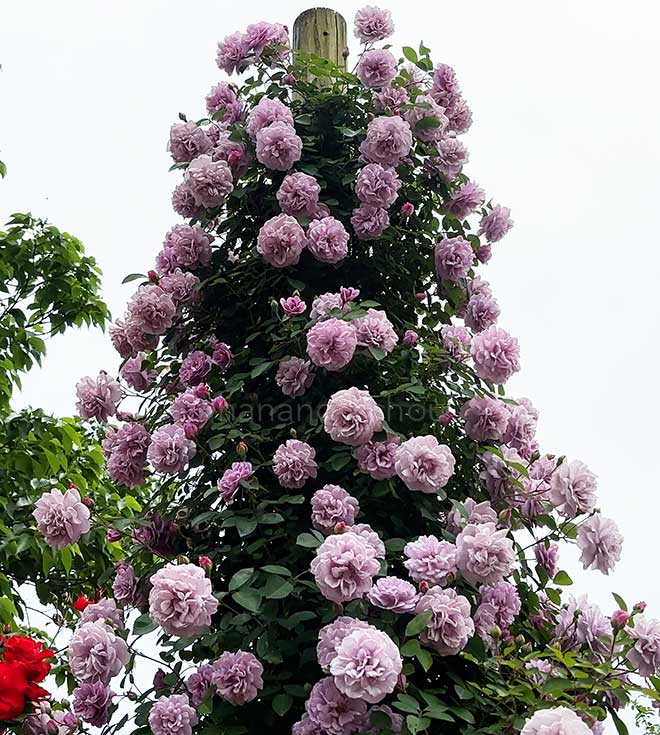 バラ レイニー ブルー｜花の手帖の薔薇図鑑