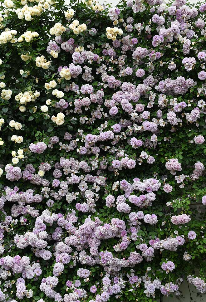 バラ レイニー ブルー｜花の手帖の薔薇図鑑