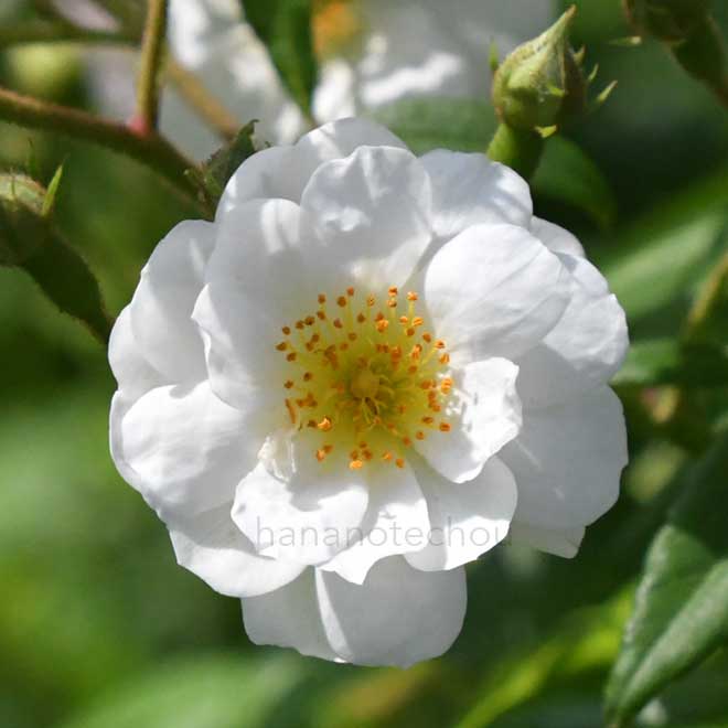 バラ ランブリング レクター｜花の手帖の薔薇図鑑