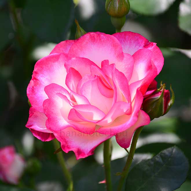 バラ ラズベリーアイス｜花の手帖の薔薇図鑑