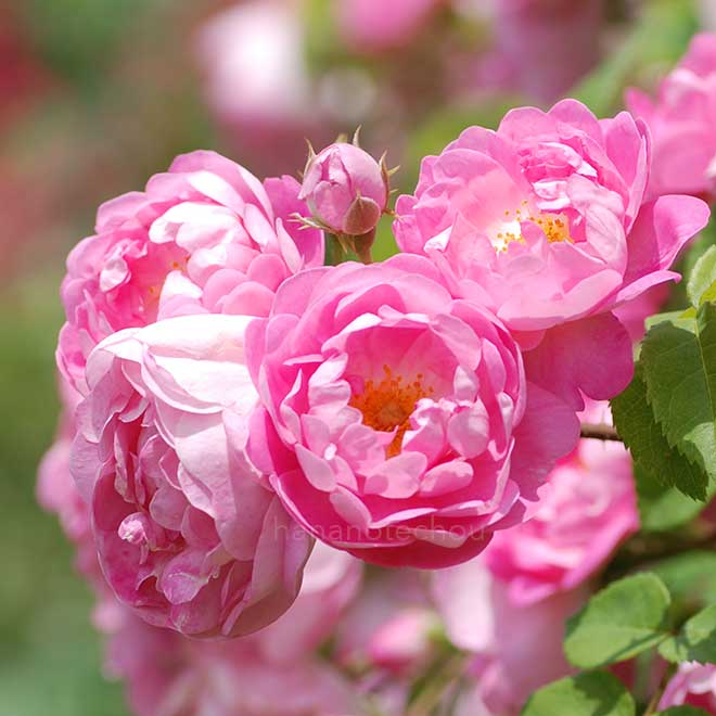 バラ ローブリッター|花の手帖の薔薇図鑑