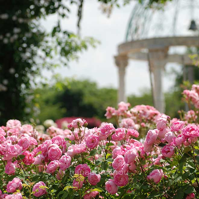 バラ ローブリッター|花の手帖の薔薇図鑑
