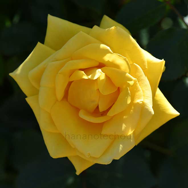 バラ レヨンドゥソレイユ｜花の手帖の薔薇図鑑