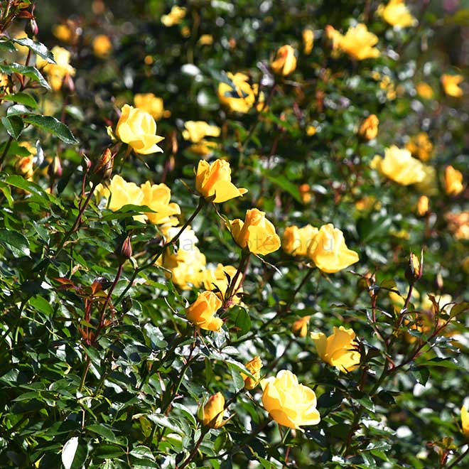 バラ レヨンドゥソレイユ｜花の手帖の薔薇図鑑