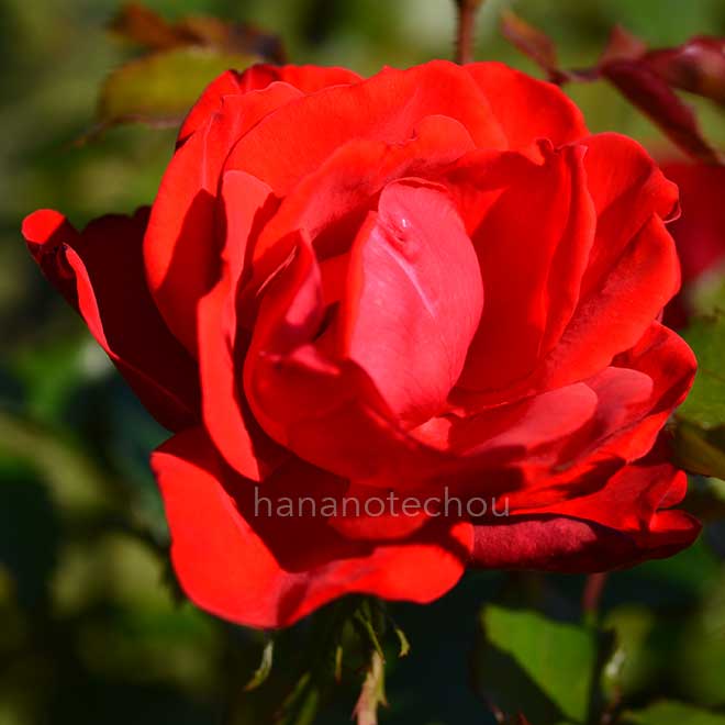 バラ レベル｜花の手帖の薔薇図鑑