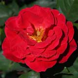 バラ レッドキャップ｜花の手帖の薔薇図鑑