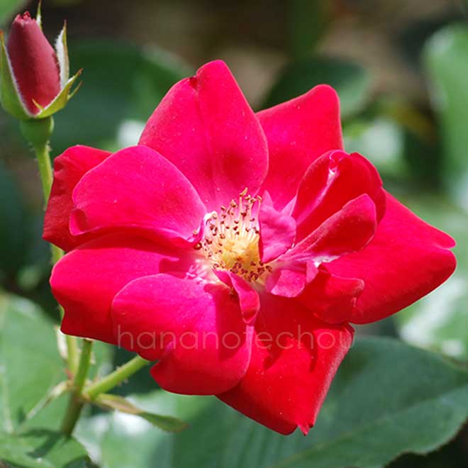 バラ レッドグローリー｜花の手帖の薔薇図鑑