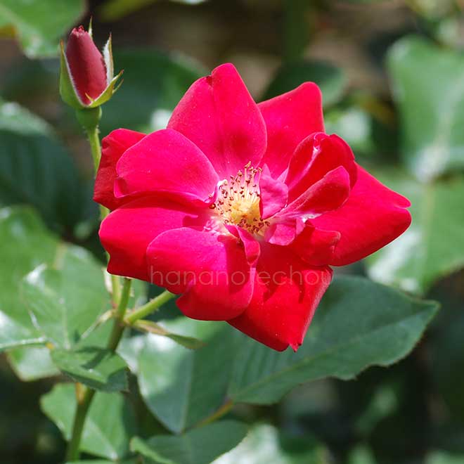 バラ レッド グローリー｜花の手帖の薔薇図鑑