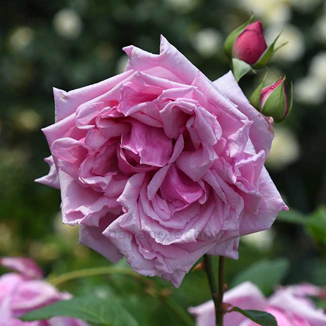 バラ レッドラフランス｜花の手帖の薔薇図鑑