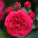 バラ レッド レオナルド ダ ヴィンチ|花の手帖の薔薇図鑑